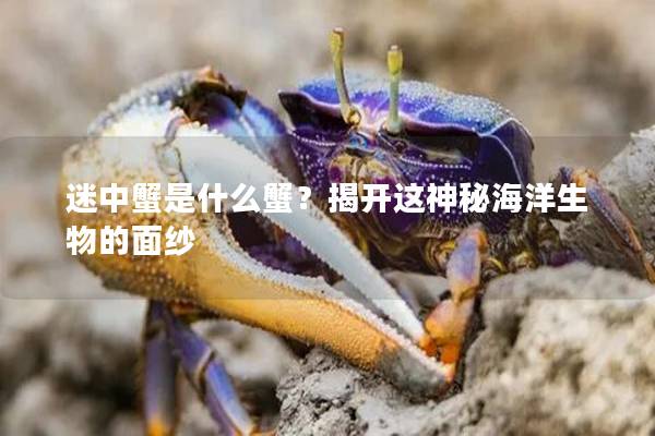 迷中蟹是什么蟹？揭開這神秘海洋生物的面紗
